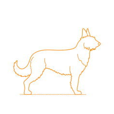 Animals Dogs Berger Picard Laser Cut Svg File, Free Vectors File